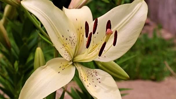 Piękny Kwiat Biały Lilia Trawniku Kwiat Łóżko — Wideo stockowe