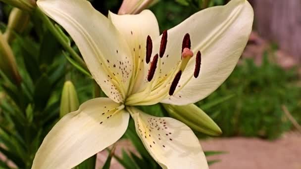 Hermosa Flor Lirio Blanco Lecho Flores Césped — Vídeos de Stock