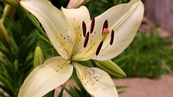 Hermosa Flor Lirio Blanco Lecho Flores Césped — Vídeos de Stock