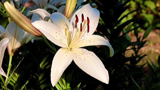 Bel Fiore Giglio Bianco Sul Prato Aiuola — Video Stock