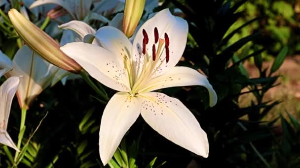 Bel Fiore Giglio Bianco Sul Prato Aiuola — Video Stock