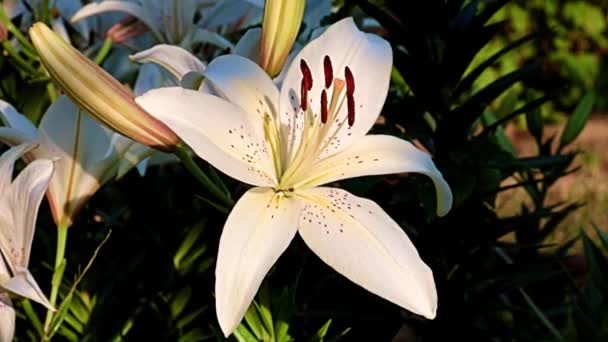 Bel Fiore Giglio Bianco Sul Prato Aiuola — Video Stock