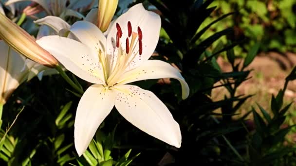 草坪花坛上美丽的白花百合花 — 图库视频影像