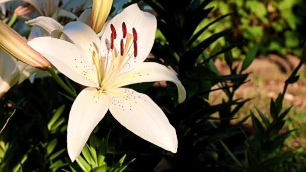 芝生の花壇の美しい花の白いユリ — ストック動画