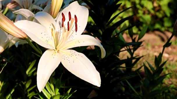 草坪花坛上美丽的白花百合花 — 图库视频影像