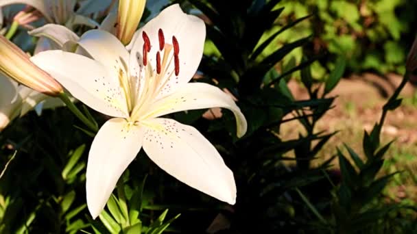 Belle Fleur Lis Blanc Sur Lit Fleurs Pelouse — Video