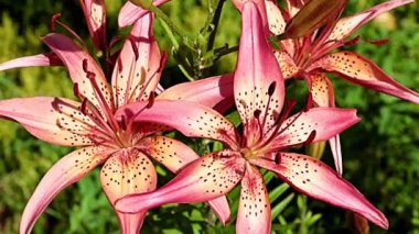 Güzel çiçekler bir park alanının çiçek tarlasında kırmızı zambaklar.