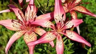 Güzel çiçekler bir park alanının çiçek tarlasında kırmızı zambaklar.