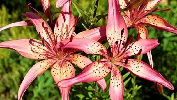 Красиві Квіти Червоні Лілії Клумбі Паркової Зони — стокове відео