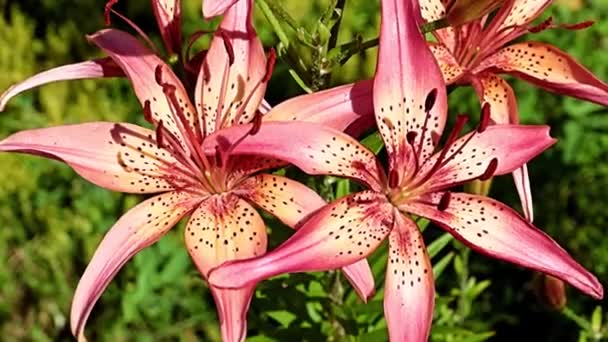 Vackra Blommor Röda Liljor Rabatt Park Område — Stockvideo