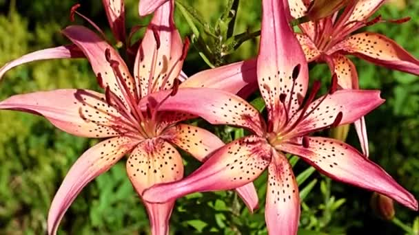 Lindas Flores Lírios Vermelhos Canteiro Flores Uma Área Parque — Vídeo de Stock