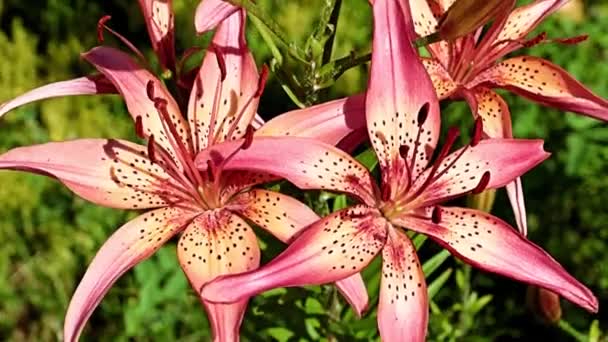 Красивые Цветы Красные Лилии Клумбе Парка — стоковое видео