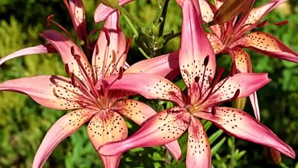 Krásné Květiny Červené Lilie Záhonu Oblasti Parku — Stock video