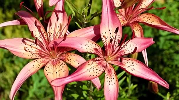 Belles Fleurs Lys Rouges Sur Lit Fleurs Parc — Video