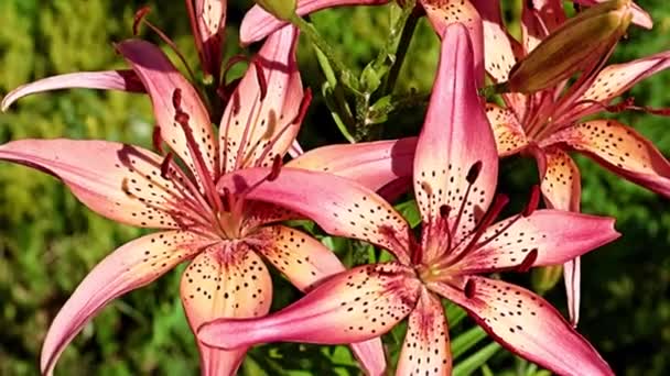 Vackra Blommor Röda Liljor Rabatt Park Område — Stockvideo