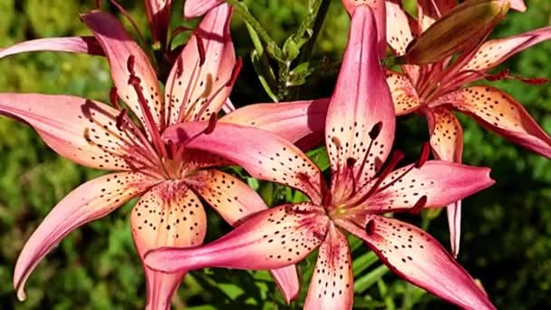 Belles Fleurs Lys Rouges Sur Lit Fleurs Parc — Video