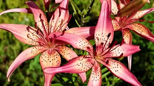 Mooie Bloemen Rode Lelies Een Bloembed Van Een Park — Stockvideo