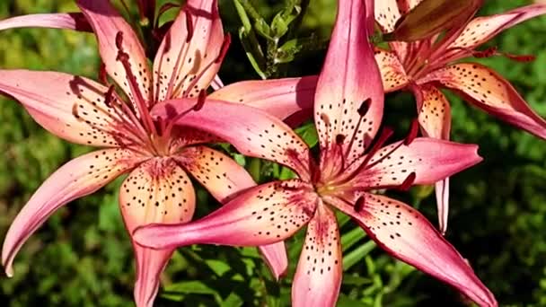 Belles Fleurs Lys Rouges Sur Lit Fleurs Parc — Video