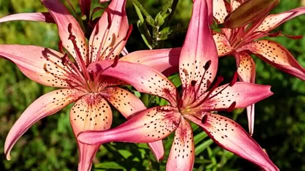 公園の花壇の美しい花赤いユリ — ストック動画