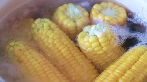Víz Forrásban Lévő Friss Kukorica Cob — Stock videók