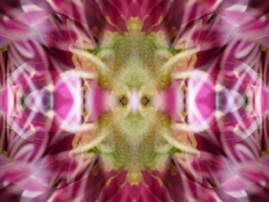 Bir çiçeği üç aynada fotoğraflarken soyut resim