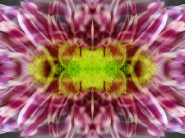 Bir çiçeği üç aynada fotoğraflarken soyut resim