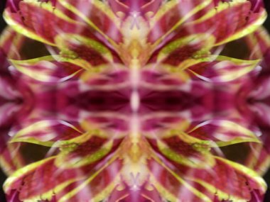 Bir çiçeği üç aynada fotoğraflarken soyut resim