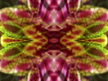 Bir çiçeği üç aynada fotoğraflarken soyut resim