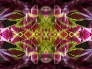 Bir çiçeği üç aynada fotoğraflarken soyut resim