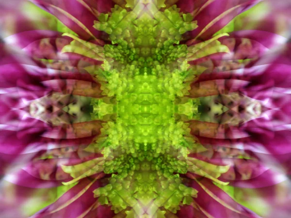 Абстрактное Изображение Фотографировании Цветка Трех Зеркалах — стоковое фото