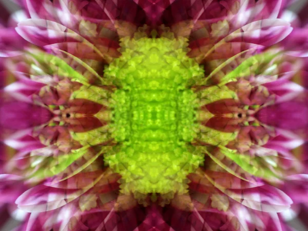 Abstraktní Obrázek Při Fotografování Květiny Třech Zrcadlech — Stock fotografie