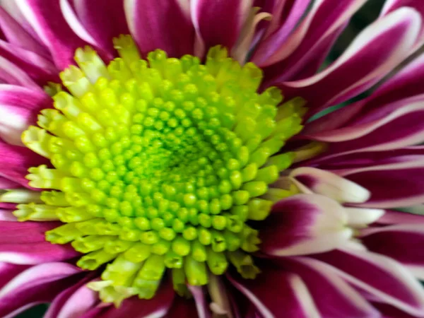 Lovely Bright Red Flower Garden Chrysanthemum — Stock Photo, Image