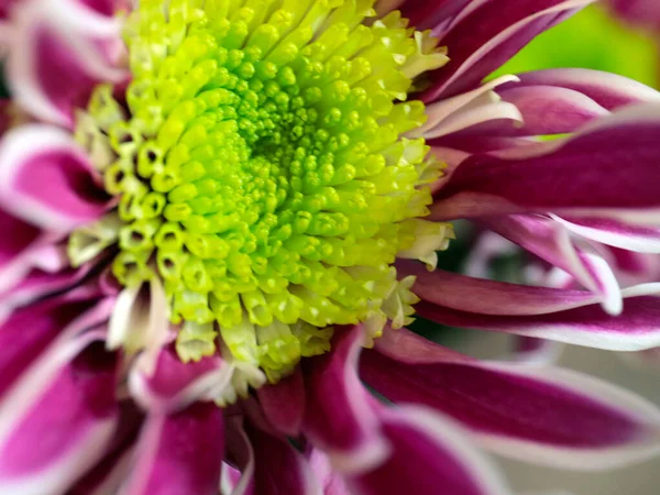 Encantador Jardín Flores Rojo Brillante Crisantemo — Foto de Stock