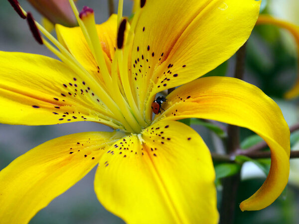 красивый цветок желтая лилия в качестве украшения участка сада парка