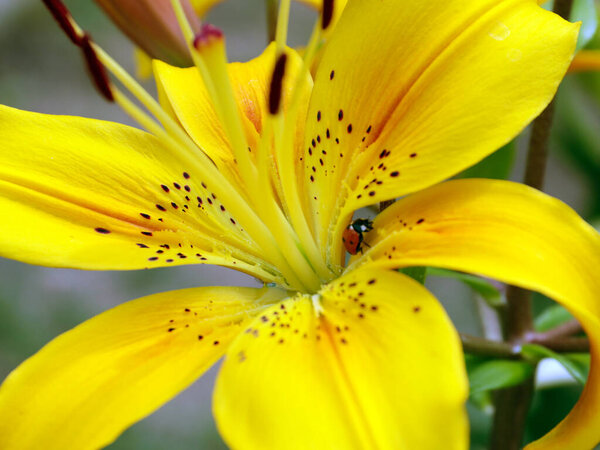 красивый цветок желтая лилия в качестве украшения участка сада парка