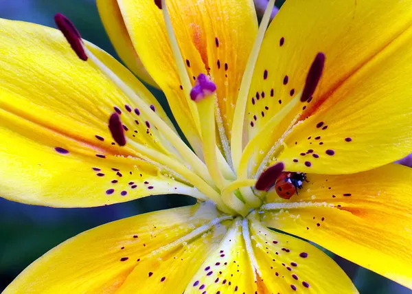 Güzel Çiçek Sarı Zambak Bir Park Bahçesi Süsü Gibi — Stok fotoğraf