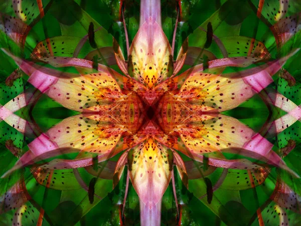 Lovely Symmetrical Floral Theme Patterns Kaleidoscope — Stock Photo, Image