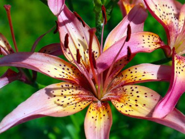 Güzel bahçe süslemesi kaplan zambağı