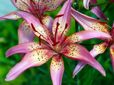 Güzel bahçe süslemesi kaplan zambağı