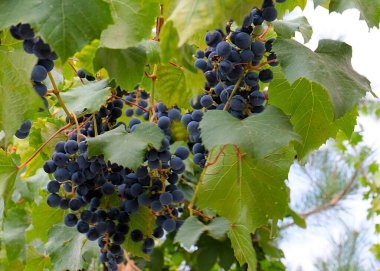 Hasatın bir parçası olarak olgun kırmızı üzümler.