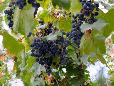 Hasatın bir parçası olarak olgun kırmızı üzümler.