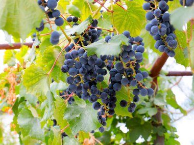 Hasatın bir parçası olarak olgun kırmızı üzümler.