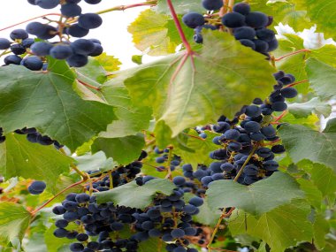 Hasatın bir parçası olarak olgun kırmızı üzümler.