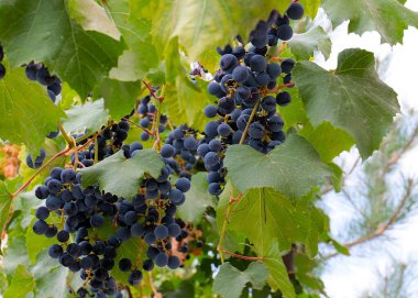 Hasatın bir parçası olarak olgun kırmızı üzümler.