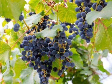 Hasatın bir parçası olarak olgun kırmızı üzümler.