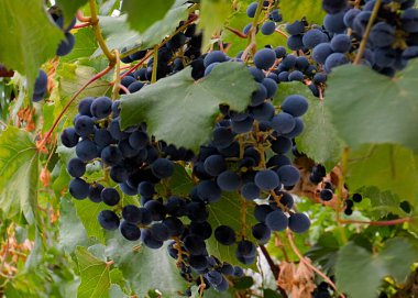 Hasatın bir parçası olarak olgun kırmızı üzümler.