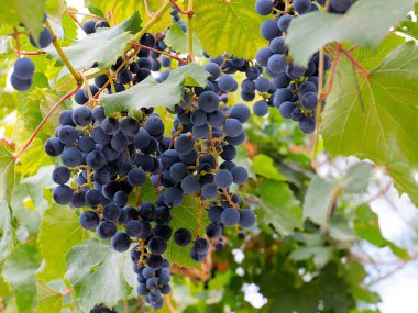 Hasatın bir parçası olarak olgun kırmızı üzümler.