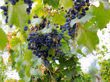 Hasatın bir parçası olarak olgun kırmızı üzümler.