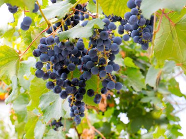 Hasatın bir parçası olarak olgun kırmızı üzümler.