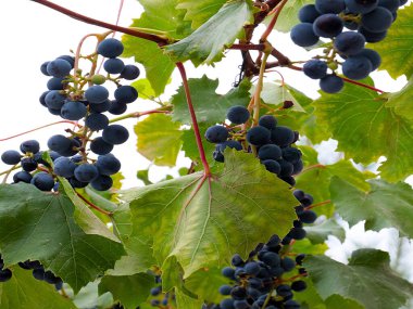 Hasatın bir parçası olarak olgun kırmızı üzümler.